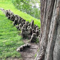 Witzige Wurzelauswüchse des Mamutbaumes