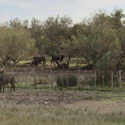Die schwarzen Stiere