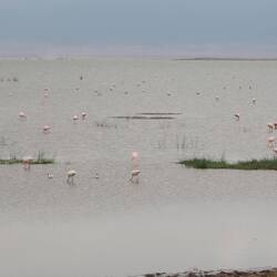 Flamingos Am alkalischen Kratersee