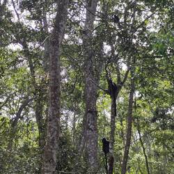 Les singes noirs