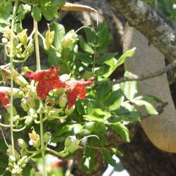 Blühender Leberwurstbaum