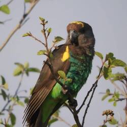 Die Mohrenköpfchen sind vielleicht süß