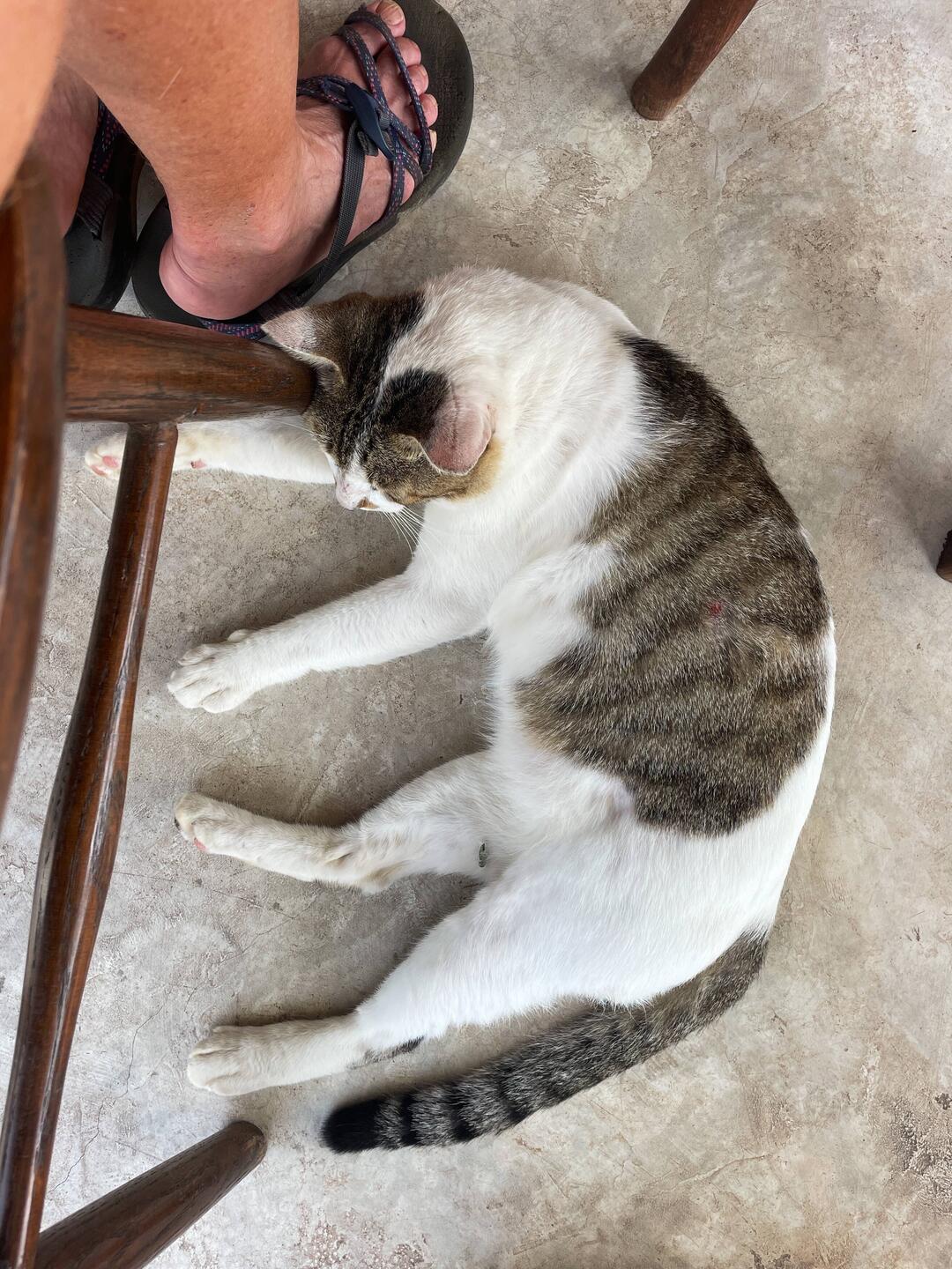 Breakfast companion
