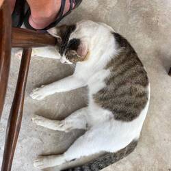 Breakfast companion