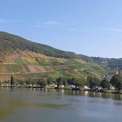 Blick zurück auf Senheim, es geht über die Mosel.