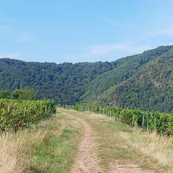 Durch die Weinberge