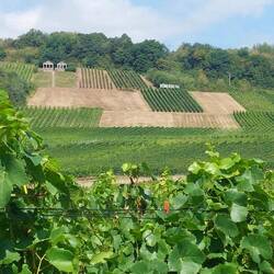 Römische Gräber am Hang.