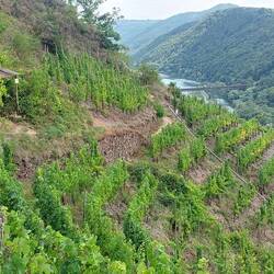 Blick zurück zur Eisenbahnlinie bei Ediger-Eller