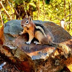 Ein richtiger Poser 🤣👍