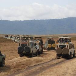 So steht man in Schlange, wenn man einen Löwen sehen möchte