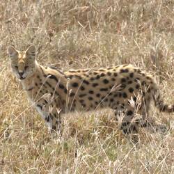 Serval
