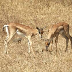 Junge Thomson-Gazellen. 