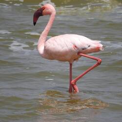 Flamingo