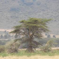 Wenn man genau hinschaut, zwei Schreiseeadler auf dem Baum