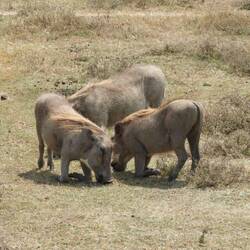 Auch Pumba darf nicht fehlen
