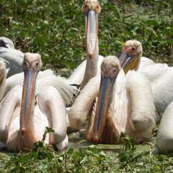 Pelikane