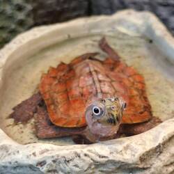Vietnamesische Blattschildkröte