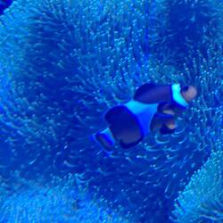 Nicht Nemo 😀