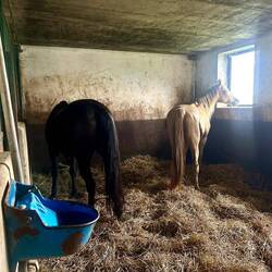 Trockenes Nachtlager für die Pferde...