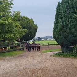 Pferde eintreiben auf dem Hof