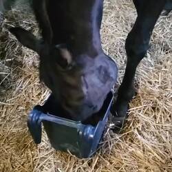 Bentley ist mit Hafer überfordert...