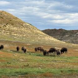 Buffalo in the valley