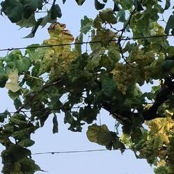Jetzt muss ich mich wohl auch um den portugiesischen Wein kümmern 😉