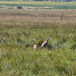 Sandhill crains (I think) nesting in a cattle field