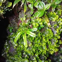 A pretty, but different, fern under the waterfall