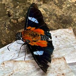 Another beautiful butterfly