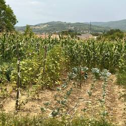 Gemüsefeld im Maisfeld 😳
