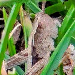 Das ist ein Grashüpfer