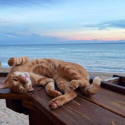 Beach bar cat