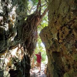 Trees growing through ancient coral reefs in Kenting National Park 🤯
