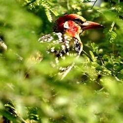 Flammenkopf-Bartvogel