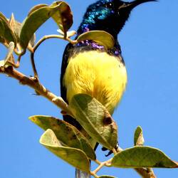 Gelbbauch-Nektarvogel