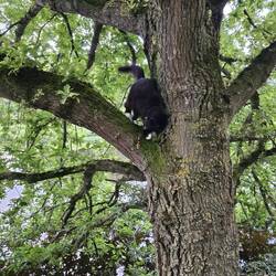 Whiskers accompanying us on a dog walk
