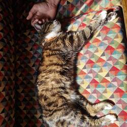 Al has a way with animals, especially cats