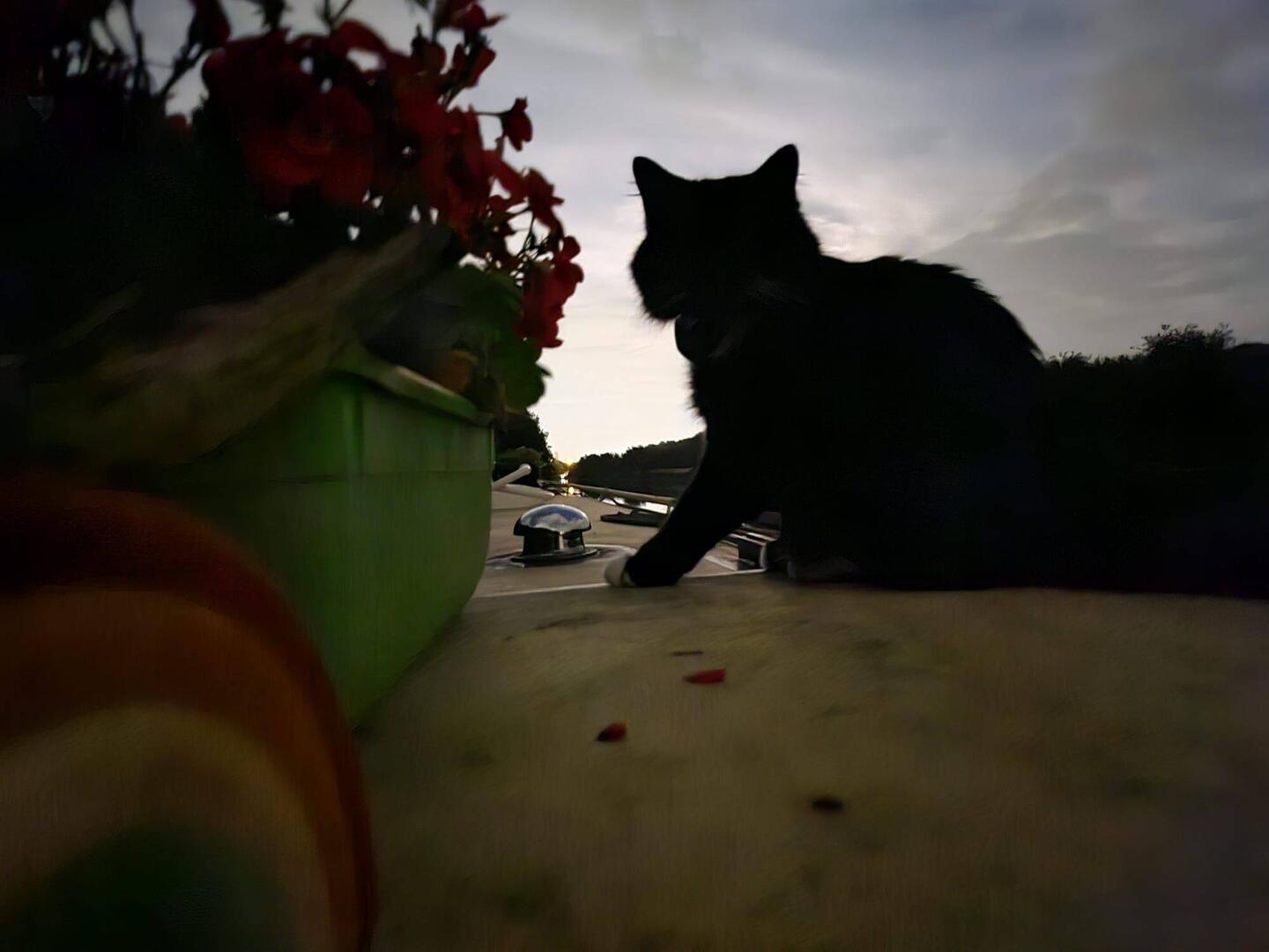 Whiskers felt relaxed outside with Al at Vale Royal