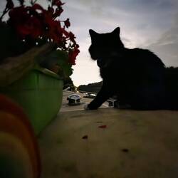 Whiskers felt relaxed outside with Al at Vale Royal