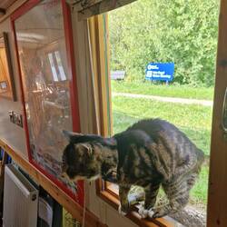 Poor quality photos but she was really showing off for him