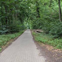 Der Hämelerwald ist wirklich ein Wald, nicht der Rastplatz an der A2
