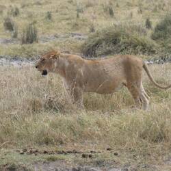 Mir hei glehrt das oh Löie e Musterig hei