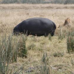 Hingerem Fels/ Hippo