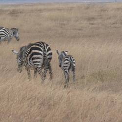 Es mega chliises Zebra, bim loufe isches immer wider id Mueter inegheit