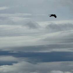 Vogelfrei, so wie ich...
