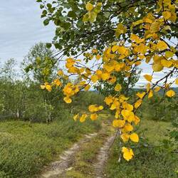 Unverkennbar: Es wird Herbst.
