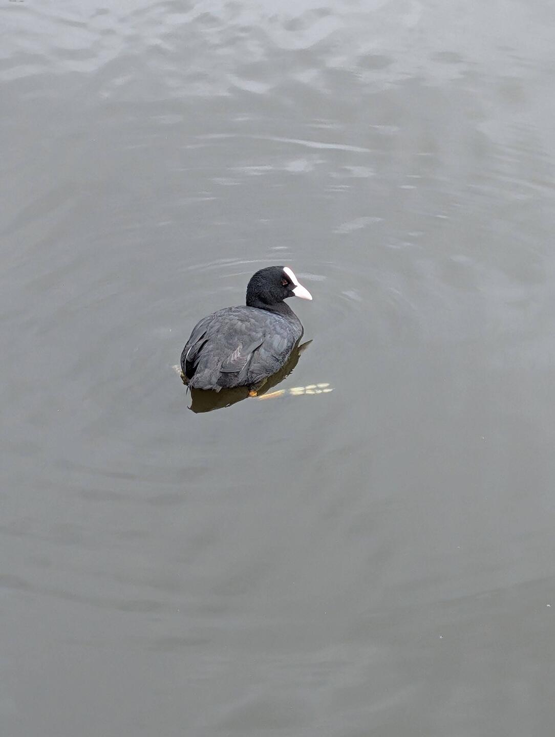 Ein Blesshuhn, von Lara auch Moorhuhn genannt