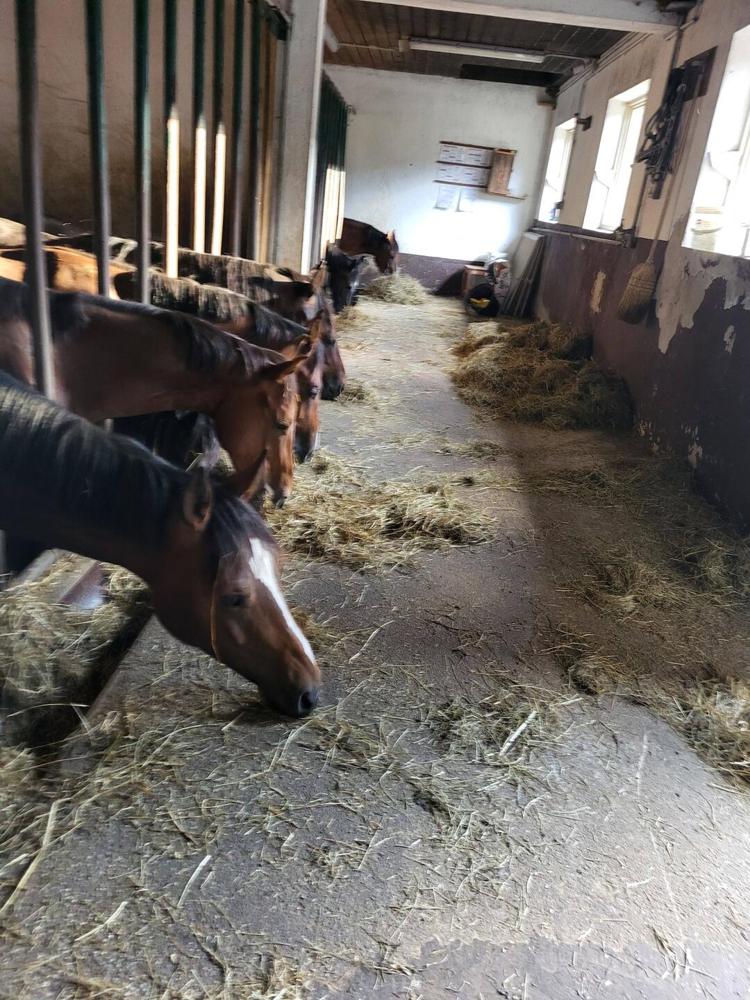 Morgenfütterung im Stall Großholzner