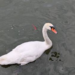 Side eye vom Schwan, Lara war not amused